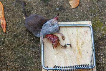 Trapped small mammal (mouse) caught in a rodent trap on a concrete surface