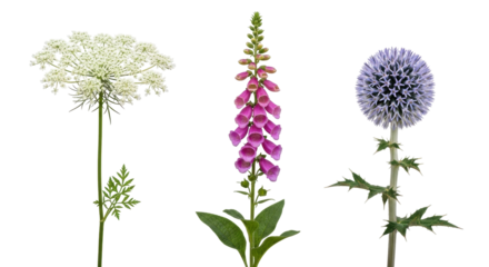 Isolated blossoms of wildflowers; Queen Anne's Lace, foxglove, globe thistle on display