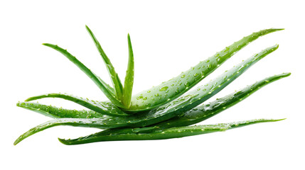 Obraz premium Aloe vera sliced plant isolated on a white background