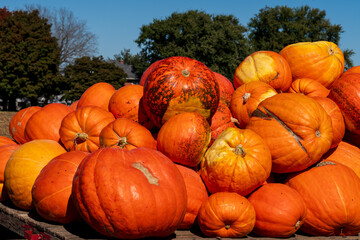 Pumpkins Display