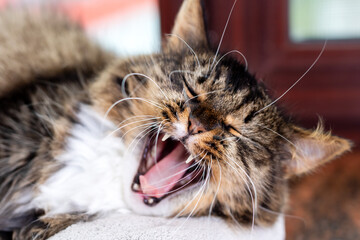 Yawning Long-Haired Tabby Cat Close-Up Showing Teeth and Whiskers