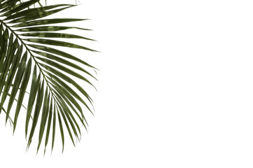 Tropical Palm Frond: A single, elegant palm frond gracefully adorns the frame, its vibrant green leaves a symbol of tranquility and exotic locales.