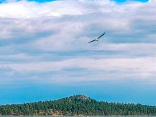 A seagull is freely flying over the lake.