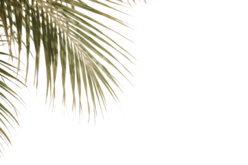 Palm Frond: A delicate palm frond elegantly frames the scene, offering a refreshing glimpse of the tropics and a touch of natural beauty.