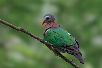 perched on a branch, showcasing its iridescent green plumage, soft gray head, and striking orange-red bill and feet.