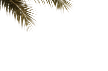 Palm Frond Delight: An image of elegant, sun-kissed palm fronds, perfectly composed to showcase their exquisite beauty. The delicate leaves, a symbol of tropical serenity.