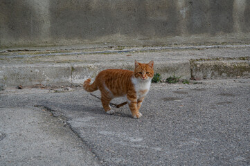 Ginger cat on the street