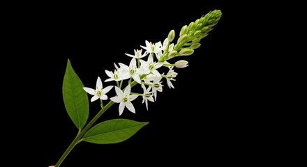 Delicate white blossoms on a stalk with green leaves detailed macro view