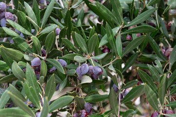 Blue Olives on the Tree