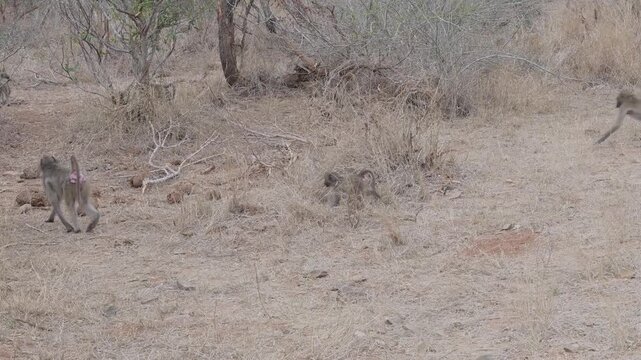 Pavian im Busch vom Kr&uuml;ger National Park S&uuml;dafrika
