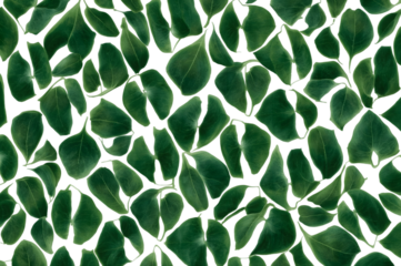 Emerald Green Leaf Pattern: A captivating overhead view of lush green leaves, arranged in a textured pattern, infusing a sense of natural beauty and freshness.