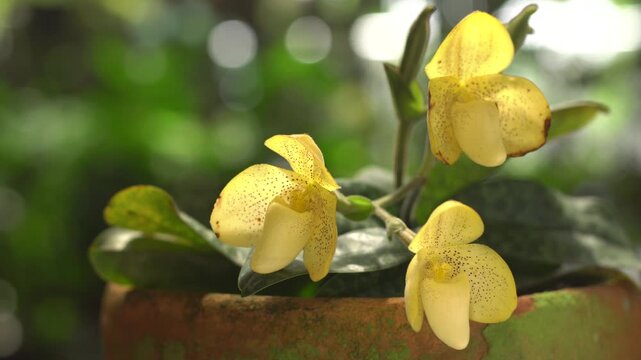 The species orchids is Paphiopedilum at lnursery in Thailand, Natural background with beautiful Paphiopedilum concolor. Selective focus and free space for text. Activities and garden in holiday.