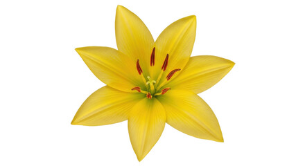 Isolated yellow lily flower blossom, bloom, flowering plant, floral, floral design element