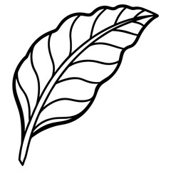 Banana leaf on white background