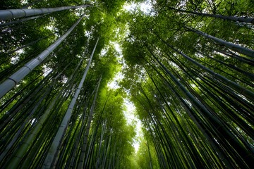Tall bamboo stalks reach toward sky light in a forest path.