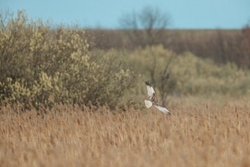 A northern harrier flies low over a field of tall, dry reeds. The bird of prey has distinctive white markings on its tail and wings. Bushes are in the background