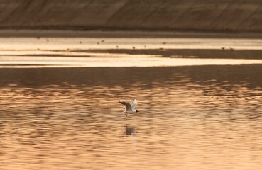 A black-headed gull is captured mid-flight just above the water surface. The calm water reflects a golden sunset color