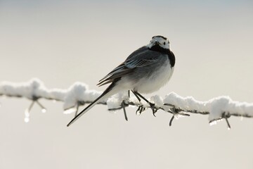 A White Wagtail rests on a barbed wire fence covered in snow. The bird is facing forward against a light background in the winter season