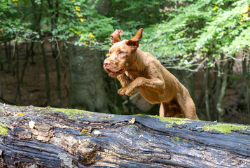 Vizsla in the forest