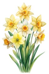 Fototapeta premium Elegant watercolor painting of a bouquet of yellow and white daffodils