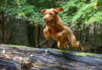 Vizsla in the forest