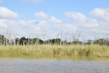Riverbank at Saint Lucia in South Africa