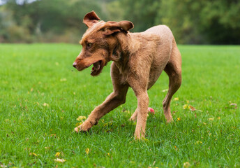 Vizsla in the forest