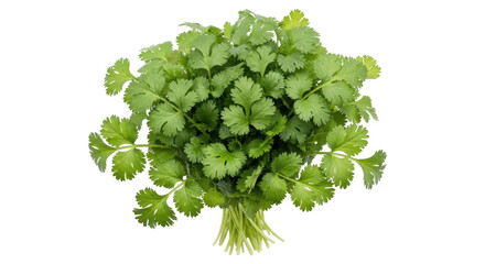 Isolated bunch of cilantro, coriander leaves and stalks, fresh herb to spice up dishes © Ines