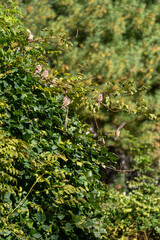 Sparrows Perched on Lush Green Foliage