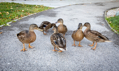 group of female ducks at the park