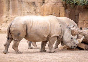 Southern White Rhinoceros (Ceratotherium simum simum)