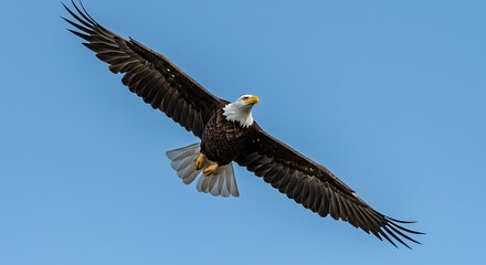Obraz premium Majestic bald eagle soaring against clear blue sky in flight