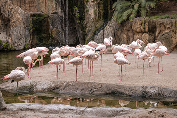 Greater Flamingos (Phoenicopterus roseus)