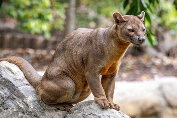 Obraz premium Fossa (Cryptoprocta ferox)
