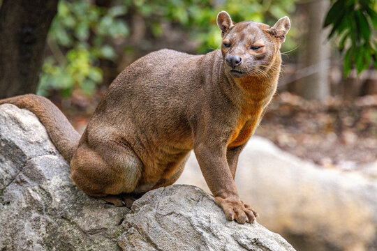 Fossa (Cryptoprocta ferox)