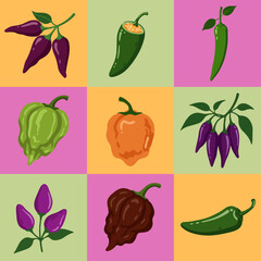 set illustration vector graphic of various types of chilies with various colors