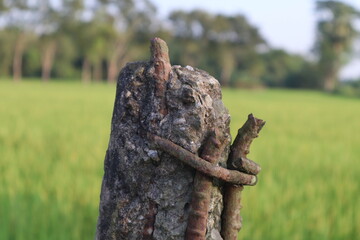 Rusty Iron and Concrete Post in Green Field
