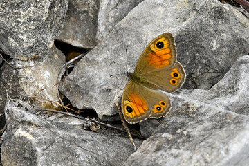 Braunauge // Large wall brown (Lasiommata maera) - Kleiner Prespasee, Albanien