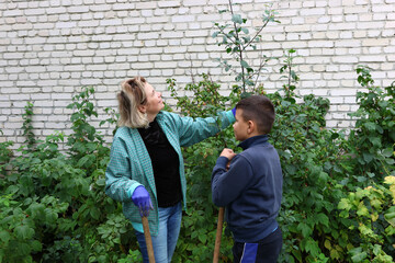 A boy tastes raspberries while working in the garden with his mother.