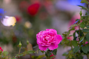 Vibrant Pink Rose in Garden