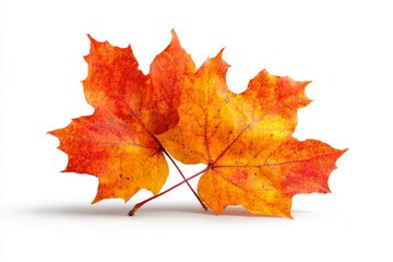 Obraz premium Autumn maple leaves isolated on white background