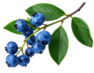 Curved Blueberry Stem with Hanging Berries and Leaves, Diagonal Composition, Transparent Background