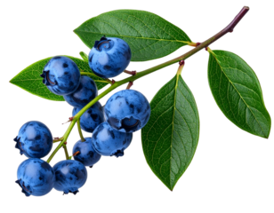 Curved Blueberry Stem with Hanging Berries and Leaves, Diagonal Composition, Transparent Background