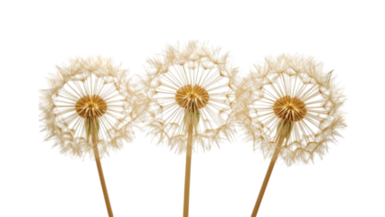 Dandelion's ethereal beauty: Three delicate dandelion seed heads. A visual poem of the ephemeral beauty of nature.