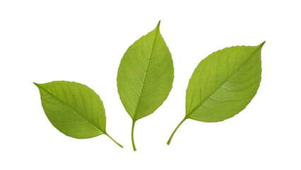 Fototapeta premium Vibrant Leaf Trio: A close-up shot of three radiant green leaves showcases their delicate veins and intricate details. They represent growth and the simple beauty of the natural world.