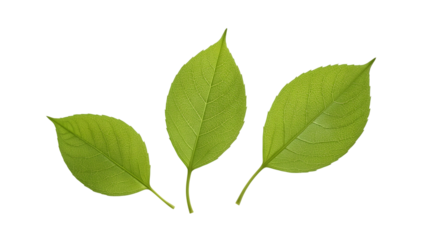 Vibrant Leaf Trio: A close-up shot of three radiant green leaves showcases their delicate veins and intricate details. They represent growth and the simple beauty of the natural world.