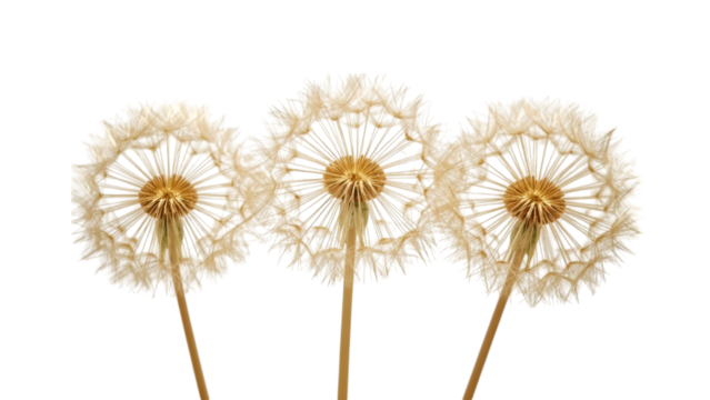 Dandelion's ethereal beauty: Three delicate dandelion seed heads. A visual poem of the ephemeral beauty of nature.