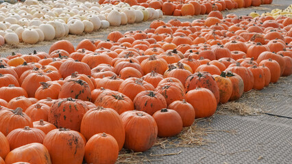 Ripe pumpkins lying on the ground at autumn farm background.