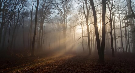 Misty Forest Morning with Sunlight Rays through Trees