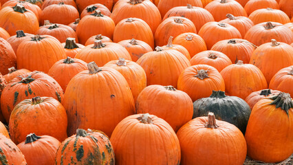 Ripe pumpkins lying on the ground at autumn farm background.